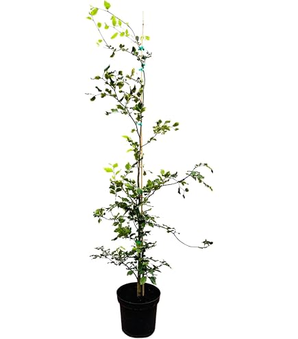 kriechende gelb blühende pflanze Stauden-Kollektion mit gelber Blüte (x11) - Solidago luteus, alchemilla  mollis, hemerocallis stella de oro main image 1