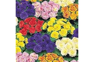 SOUTH EASTERN HORTICULTURAL Pack x6 Double Primrose Primula Belarina® Mixed Perennial Plug Plants