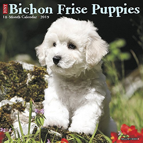 Preisvergleich Produktbild Bichon Frise Puppies 2019 Wall Calendar (Dog Breed Calendar)