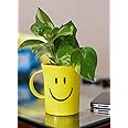 Rolling Nature Good Luck Money Plant in Smiley Cup for Living Room Home and Office Decor