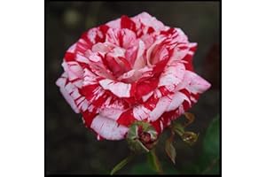 VNUHGZS Rosa Híbrida/Rosa/Rizoma/Resistente al Frío/Decorativa/Jardín/En Maceta/Fácil de Cuidar-1 Rizoma-E