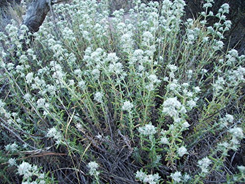 Portal Cool Teucrium Polium -Felty Germander-Creamy White Flowers- 20 Seeds