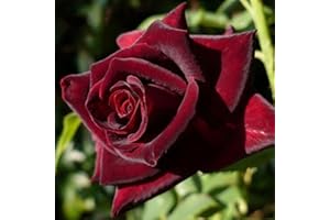 Saterkali Semi di Rosa, Semi di Rosa da 50 Pezzi/Borsa Semi di Fiori di Piante di Rose Rosse vibranti Portatili Resistenti al Freddo per la casa Semi di Rosa