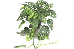 DECOALIVE Monstera Adansonii PREMIUM Planta Natural de Interior