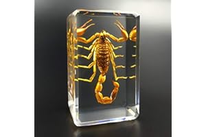 EARNMORE Insetti in Resina， Giocattoli Animali Esemplare Fermacarte Collezione Bambino ，Scarabeo di Ragno Scorpione Giocattolo di osservazione insegnamento Creativo Asilo Piccolo Giocattolo Resina Decorazione