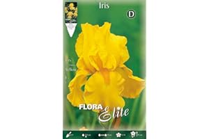 PRGN BULBI PRIMAVERILI IRIS GERMANICA YELLOW CONFEZIONE DA 1 BULBO BULBS BULBES