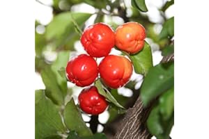 BRKENT 50 semillas de acerola semillas de frutas regalos para el jardín plantas de jardín plantas trepadoras resistentes crecimiento rápido protección para plantas protección de invierno