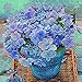 Produktbild 20 Serviette Blaue Hortensie 33x33 cm, 3-lagig, 1/4 gefaltet auf 16,5x16,5 cm