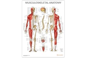 AnatomyStuff Musculoskeletal Anatomy Poster/Chart 45 x 60 cm, 18 x 24 inches, Muscular Diagram, Skeleton Anatomy, Musculature Skeletal System Poster