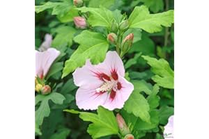 PILLE BAUMSCHULEN Hibiscus Stämmchen Hibiskus Garteneibisch 80cm Stamm Blue Bird Hamabo Woodbridge verschiedene Sorten (Hamabo)
