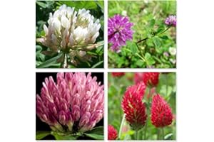 DAMAVAND PRO Mix White and red Clover Seeds Flower Seeds Seed Mix red and White Annual Meadow to Cover Square Meter (20 Square Meter)