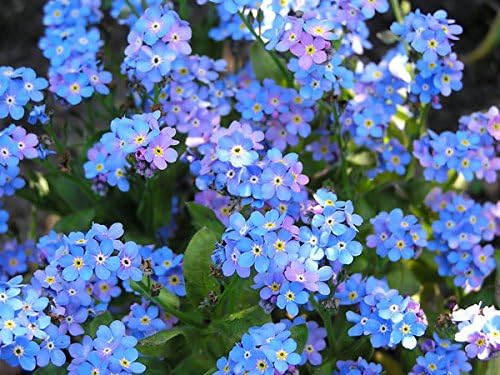 3 pks Forget-Me-Not Flower Seeds/Grateful spring bloomer for beds &amp; balcony boxes 12/2020