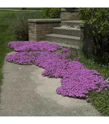 800 Semi Di Timo Strisciante - Piante Aromatiche Tappezzanti Per Balconi E Giardini - Foto 12