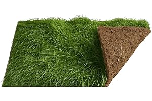 The Happy Hay Co. Mini-Meadow Real Grass Patch for Indoor Rabbits and Guinea Pigs - Living Turf 60x40cm - Natural Enrichment Play Area - UK Grown Fresh Grass