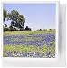 Produktbild 3drose Bluebonnet und Nachtkerzenöl Wildflowers TX – us44 dfr0238 – David R. Frazier – Grußkarten, 15,2 x 15,2 cm, Set 12 (GC 94435 _ 2)