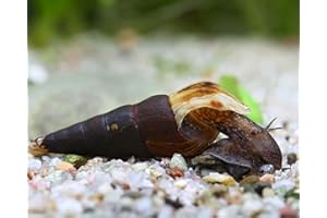 SCHNECKEN Garnelio Indische Turmdeckelschnecke - Melanoides tuberculata