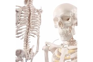 CRANSTEIN SCIENTIFIC Cranstein A-117 Mini Esqueleto 85cm | Modelo de anatomía de esqueleto pequeño | para estudiantes o estudios de medicina | como regalo
