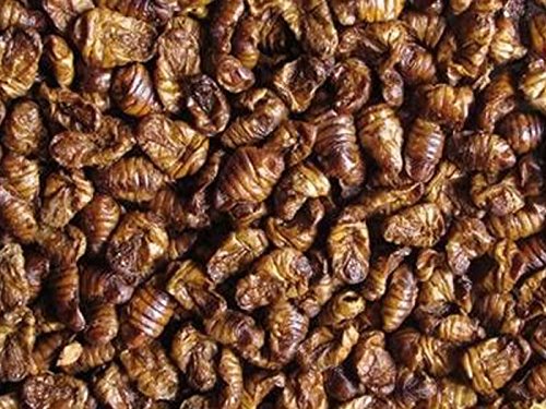 Seidenraupenpuppen pondovit – Premiumsnack 2400 ml – Koi Leckerbissen - 3