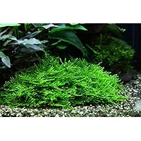 Tropica Aquarium Pflanze Moos Taxiphyllum 'Spiky Nr.003G TC in Vitro 1-2 Grow Wasserpflanzen Aquarium Aquariumpflanzen