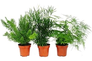 EXOTENHERZ Ornamental Asparagus - Set of 3-3 Different Asparagus Plants