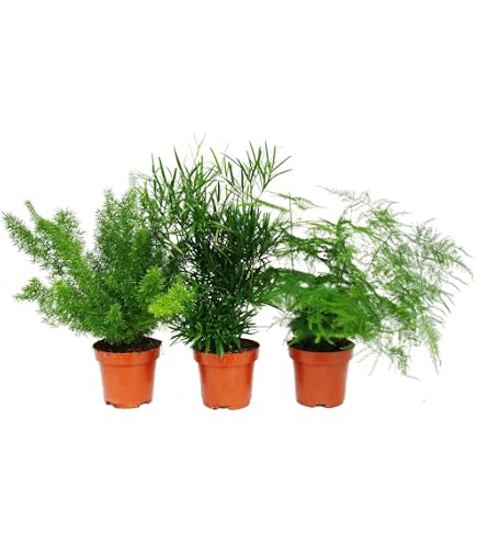 green living bambus Leinwandbild Grüner Bambus Quadrat