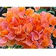 OhhSome Exotic Live Plant Bougainvillea/Boganvilla Climbing Flower Perennial Flowering Plants Garden Plant(1 Healthy Live Plant)