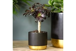 THOMPSON & MORGAN Aeonium Arboreum Houseleek, Tender Succulent Evergreen Indoor House Plant on a Stem, Fleshy Leaves Rosette Foliage, Architectural Plant, 2X 9cm Pot Aeonium Arboreum by Thompson and Morgan (2)