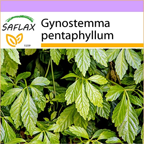 SAFLAX - Pflanze der Unsterblichkeit - 30 Samen - Gynostemma pentaphyllum