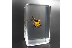 Earnmore Insektenharz，Echtes Insekt Briefbeschwerer Präparation Präparat，Unterrichtender Beobachtungsspielzeug Skorpionsspinnenkäfer des transparenten Harzes kreativen kleinen Dekorationskindergartens
