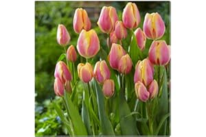 ZZNCHH Tulipán Bulbos,Winterharte, Bulbos de Tulipán, Flores Cortadas, Plantas Perennes, Bulbos De Jardín, Decoración De Balcones-8 Bulbos-A