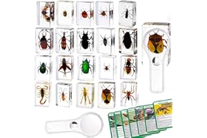 KSVMOAG 20 Resin Insects, Real Insect Specimens in Transparent Resin, Educational Bugs for Preschool, Classroom Science, and Home Display with Magnifying Glass and Insect Card Instructions