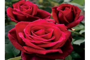 GENERICO 1 Pianta di ROSA BREVETTATA MISTER LINCOLN ® MEILLAND vera PROFUMATA vaso19 FOTO REALE AMDGarden