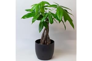 TROPICAL PLANTS UK BRITISH GROWERS Money Tree - Money Plants Indoor, Pachira aquatica in 13cm Pot, House Plant Measuring 35-45cm Tall