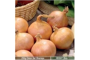 SCHONE PRODUCTS (UK) 250grams x Onion Sets Senshyu- Reliable Successful Variety- Good Produce- for an Abundant Kitchen Garden