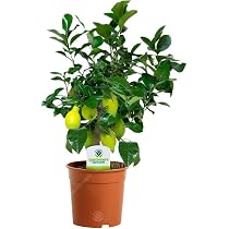 Citronnier D'Appartement - Pot 12cm, Hauteur 25-35cm, Plante Intérieur Maison/Bureau