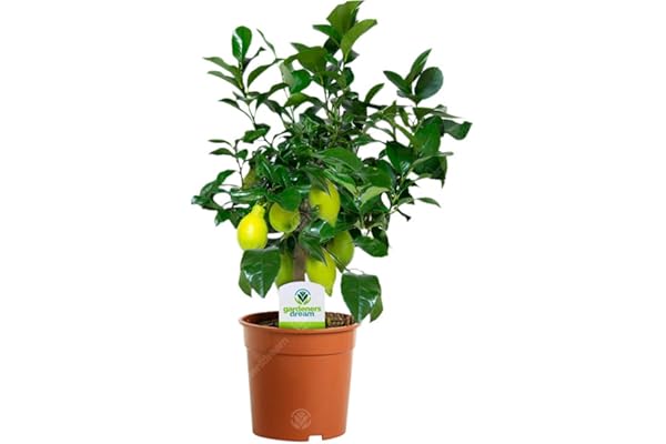 Citrus Limon – 1 x Citronnier d'Appartement pour la Maison ou le Bureau en Pot