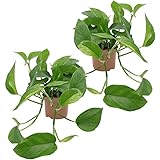 Dominik Blumen und Pflanzen, Efeutute, Epipremnum aureum, 2 Pflanzen, Zimmerpflanzen, rankend, Ampelpflanzen