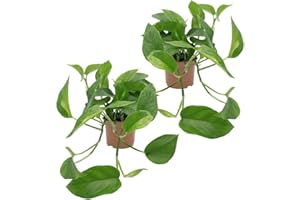 Dominik Blumen und Pflanzen, Efeutute, Epipremnum aureum, 2 Pflanzen, Zimmerpflanzen, rankend, Ampelpflanzen