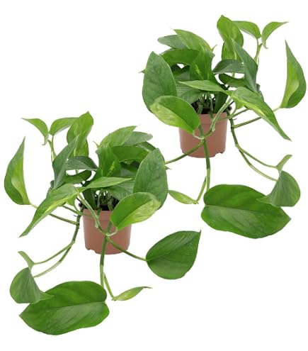 Dehner Waterplant Fensterblatt, Monstera adansonii, Wasserpflanze im Glas,   10 cm, Hhe 30 cm, Zimmerpflanze : Amazon.de: Garten