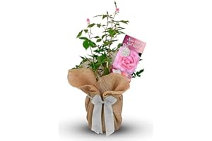CARBETH PLANTS New Baby Girl Rose Bush - Gift Wrapped Rose Bush to Celebrate The Birth of a New Baby Girl - Arrives in a 3Litre Pot Ready to Plant (1 Plant)