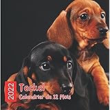 Calendrier Teckel 2023 Teckel Calendrier 2022: Restez Au Top De Votre Vie: Calendrier De 18 Mois  De Décembre 2021 À Mai 2023 Pour Les Amoureux Des Chiens [Cover Design:  Sleep Comfort: Size 8.5X8.5: Glossy] :