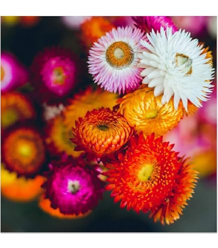 250 Graines à Semer - Le Grenier D'Abondance - PANAIS