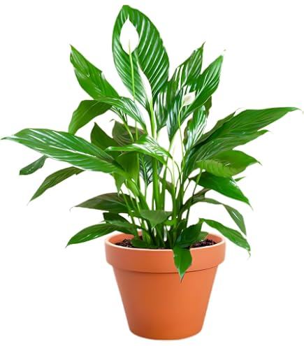 Echte Aloe - pflegeleichte Zimmerpflanze, Aloe vera - Hhe ca. 35 cm,  Topf- 12 cm : Amazon.de: Garten