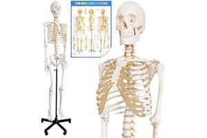 EVOTECH SCIENTIFIC Modelo esquelético humano para anatomía, 70 "(170 cm) modelo esqueleto humano anatómico médico de tamaño natural con soporte de rodillo y sistema nervioso para estudios médicos, póster incluido