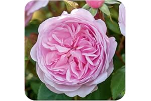CAMBRIDGE BEE David Austin Olivia Rose - English Garden Rose Bush in 3ltf Pot