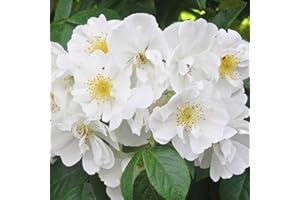 Bobbie James, rosa rampicante antica in vaso di Rose Barni®, di gran pregio, fioritura massiva, profumo di muschio con fiori semi doppi di color bianco crema, unica fioritura a maggio cod.14015