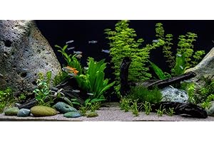 PondPlantsUK - Mixed Amount of Tropical Aquatic Plants No Lead (10 Weighted Live Aquarium Plants (2 Bunches))