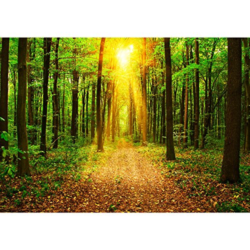 Fototapete Wald 352 x 250 cm – Vliestapete – Wandtapete – Vlies Phototapete – Wand – Wandbilder XXL – !!! 100% MADE IN GERMANY !!! Runa Tapete 9120011a - 6