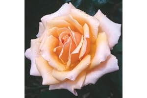 YouGarden Rose 'Fab at 50' â„¢, Birthday Present, 50th Gift, Presented in a 4 Litre Pot, Ready to Plant