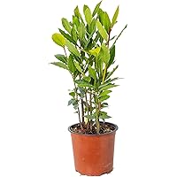 Echter Lorbeer | Laurus Nobilis - Freilandpflanze im Anzuchttopf ⌀15 cm - ↕35-45 cm